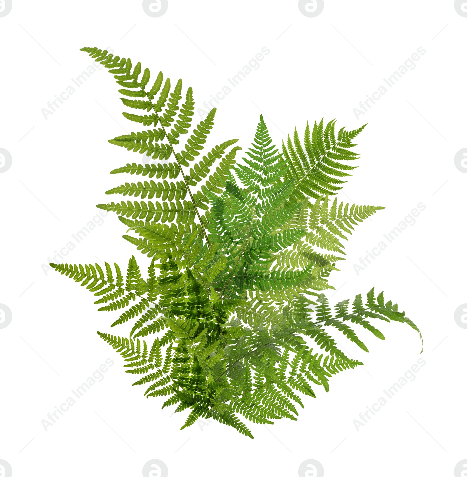 Image of Beautiful tropical fern leaves on white background