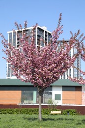 Photo of Beautiful sakura tree with pink flowers in city park