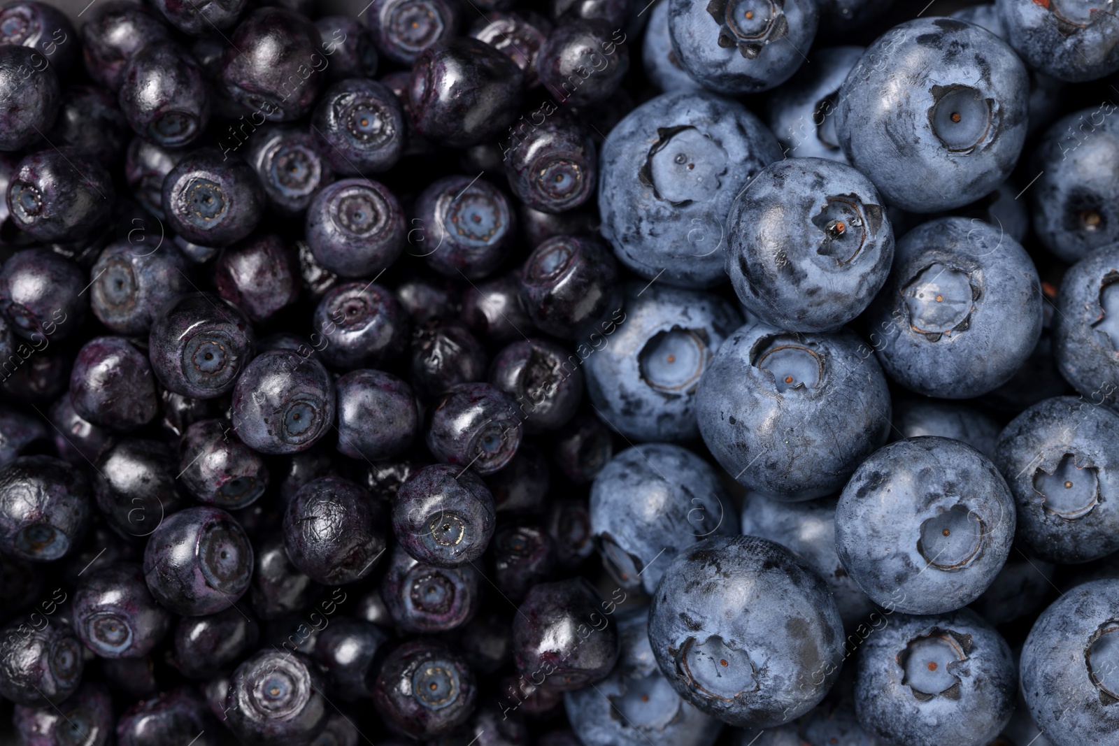 Photo of Ripe bilberries and blueberries as background, top view