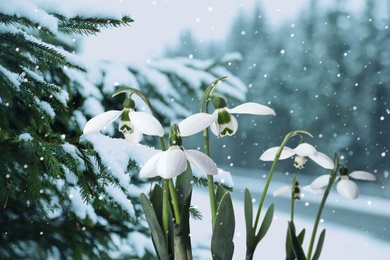 Beautiful tender snowdrops outdoors. First spring flowers