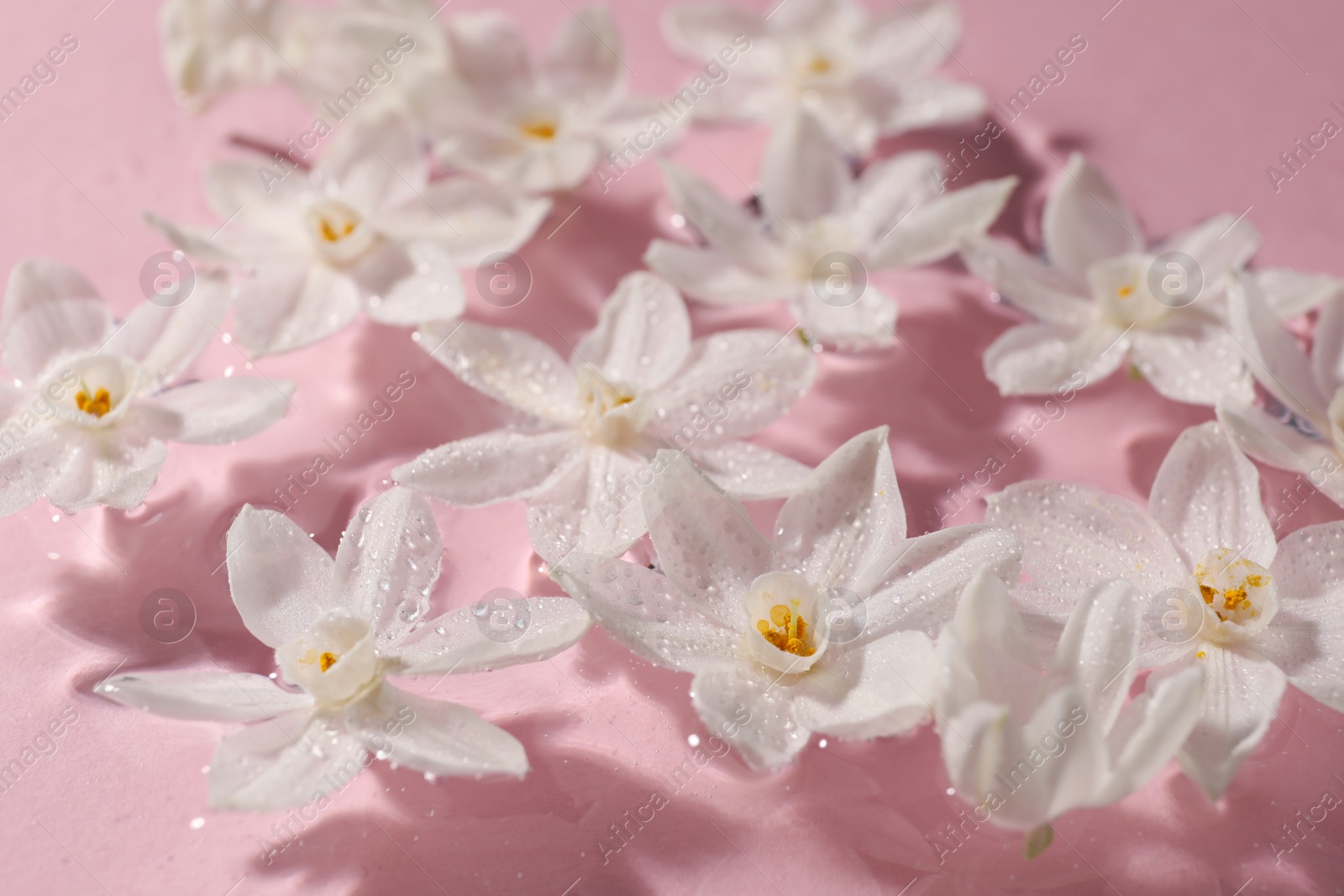 Photo of Beautiful daffodils in water on pink background, closeup