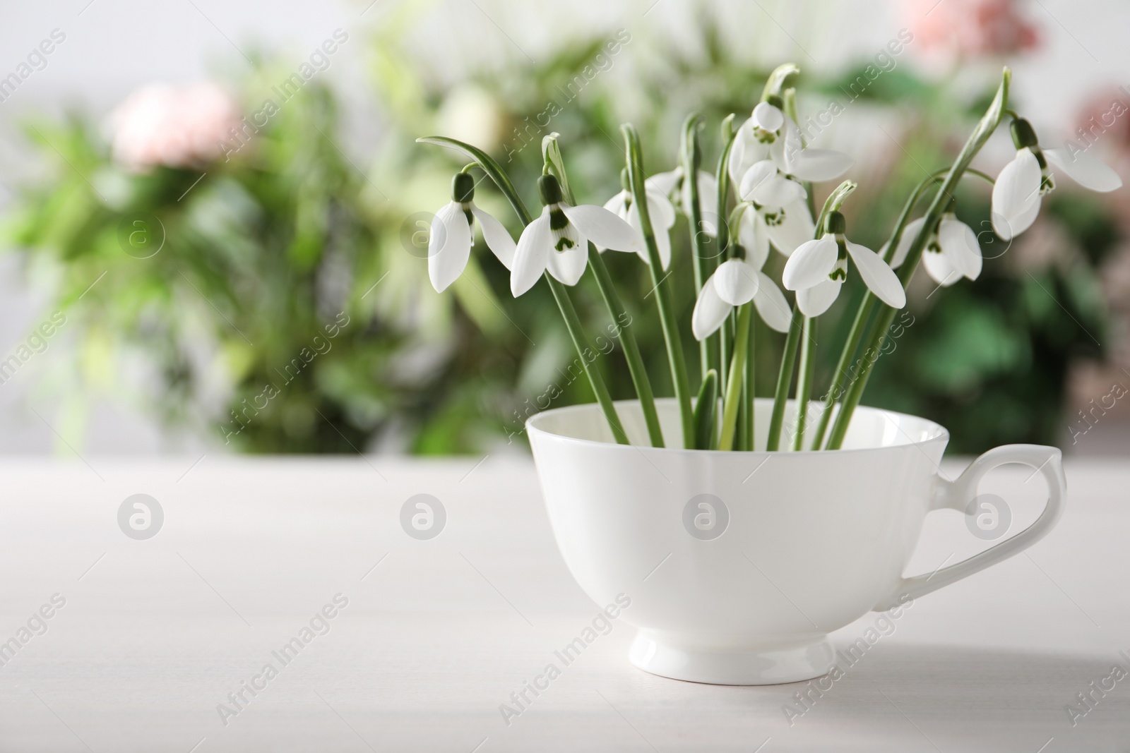 Photo of Beautiful snowdrop flowers in cup on white wooden table, space for text