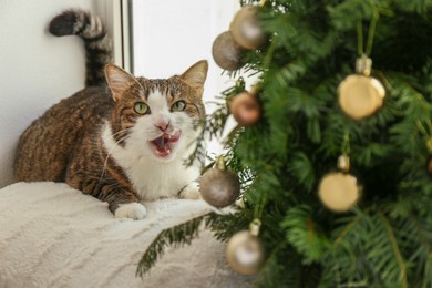 Cute cat and Christmas tree at home. Funny pet