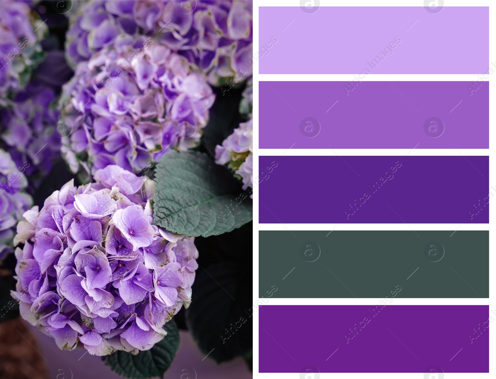 Image of Color palette appropriate to photo of beautiful hydrangea plant with lilac flowers