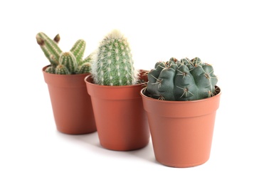 Different succulent plants in pots isolated on white. Home decor