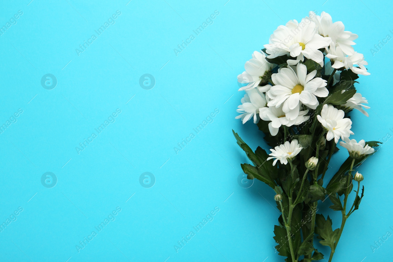 Photo of Beautiful white chrysanthemum flowers on light blue background, top view. Space for text