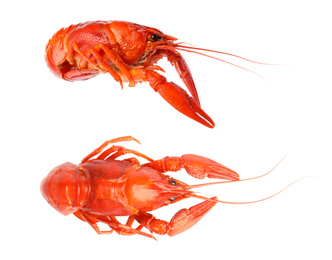 Image of Two tasty cooked crayfishes on white background 