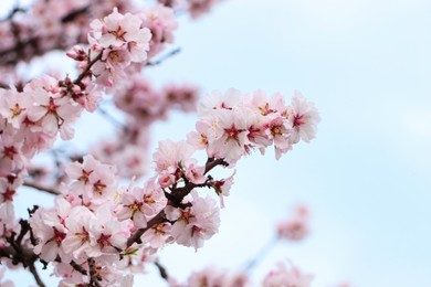 Delicate spring pink cherry blossoms on tree outdoors