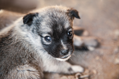 Photo of Dirty stray puppy outdoors, closeup. Baby animal