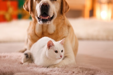 Adorable dog and cat together at room decorated for Christmas. Cute pets