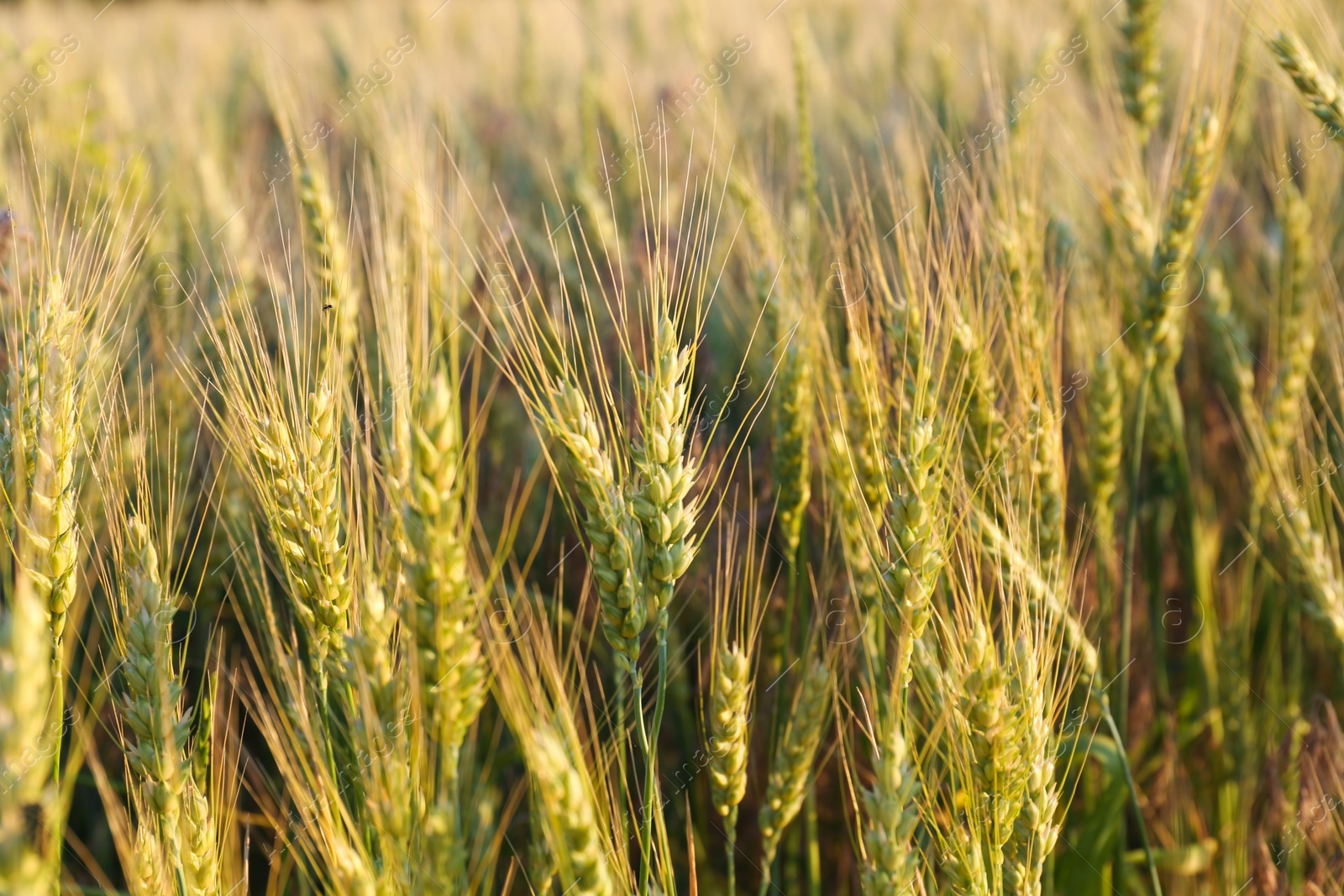 Photo of Beautiful agricultural field with ripening wheat, closeup