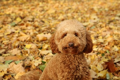 Photo of Cute dog near autumn dry leaves outdoors