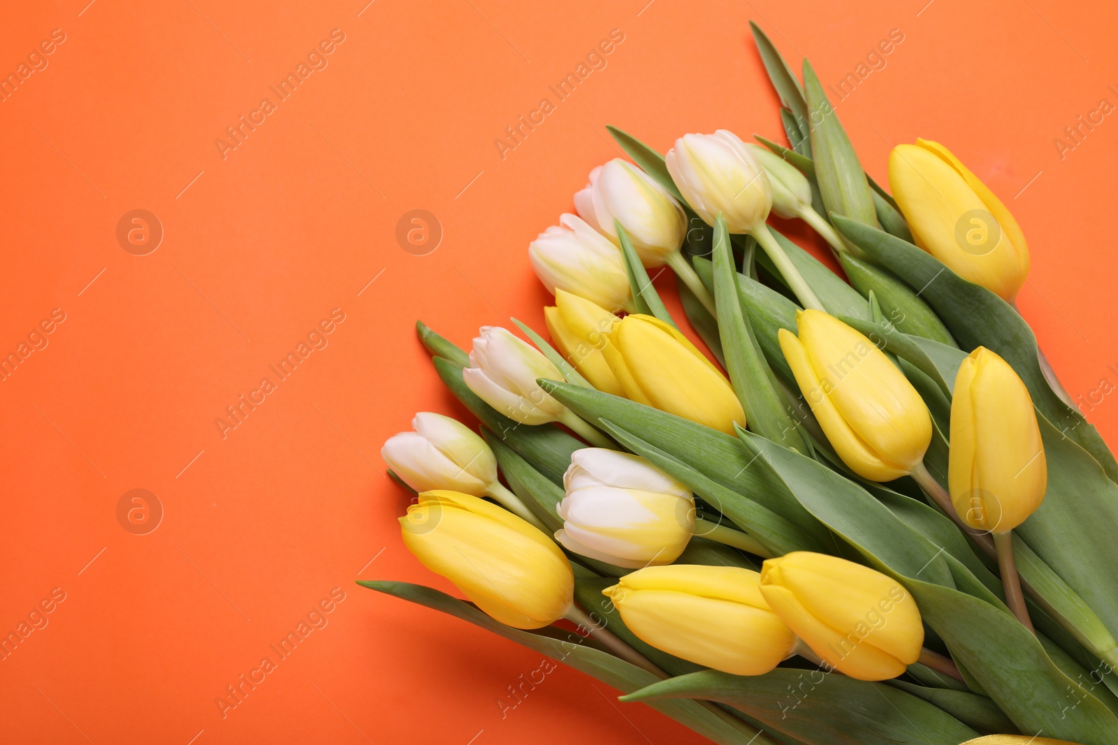 Photo of Beautiful yellow tulips on orange background, flat lay. Space for text