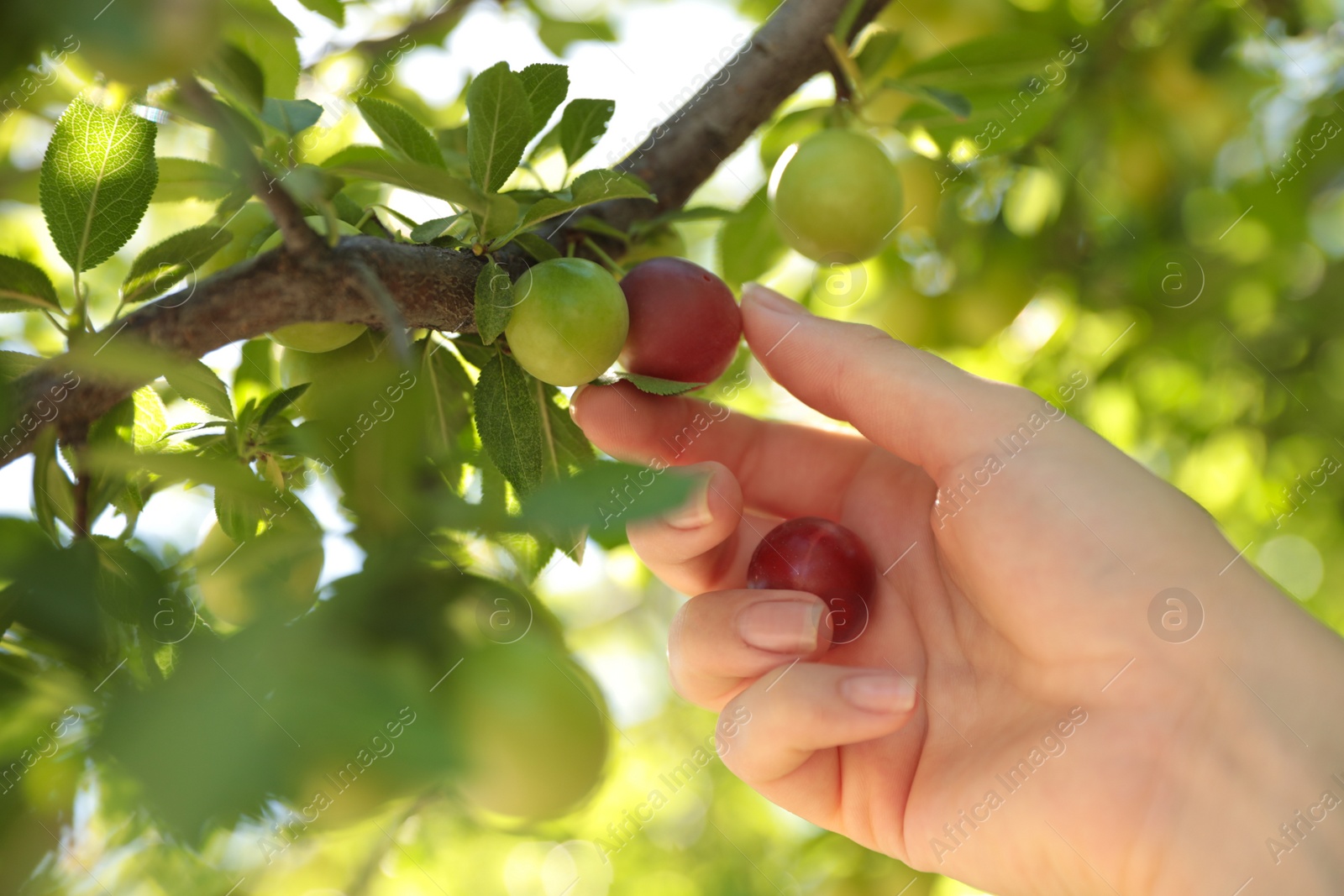 Photo of Woman picking cherry plums outdoors on sunny day, closeup