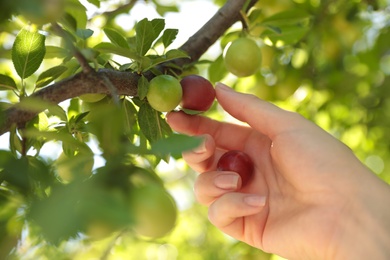 Photo of Woman picking cherry plums outdoors on sunny day, closeup