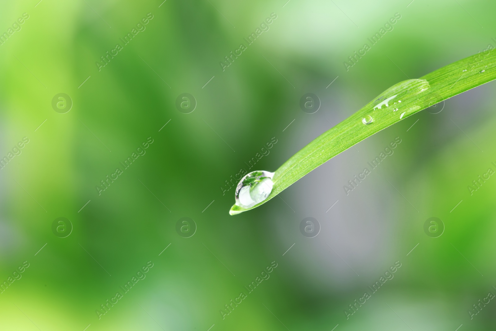 Photo of Water drop on green leaf against blurred background