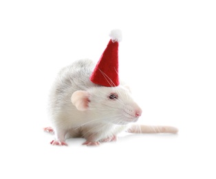 Photo of Cute little rat in Santa hat on white background. Chinese New Year symbol