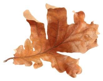 Photo of Autumn season. One dry oak leaf isolated on white