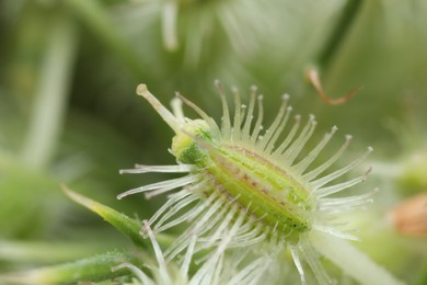 Photo of Macro photo of beautiful Astrodaucus plant on blurred background