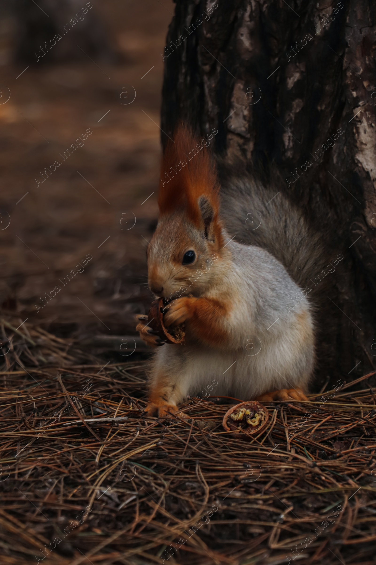 Photo of Cute red squirrel eating walnut near tree in forest