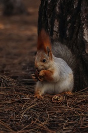 Photo of Cute red squirrel eating walnut near tree in forest