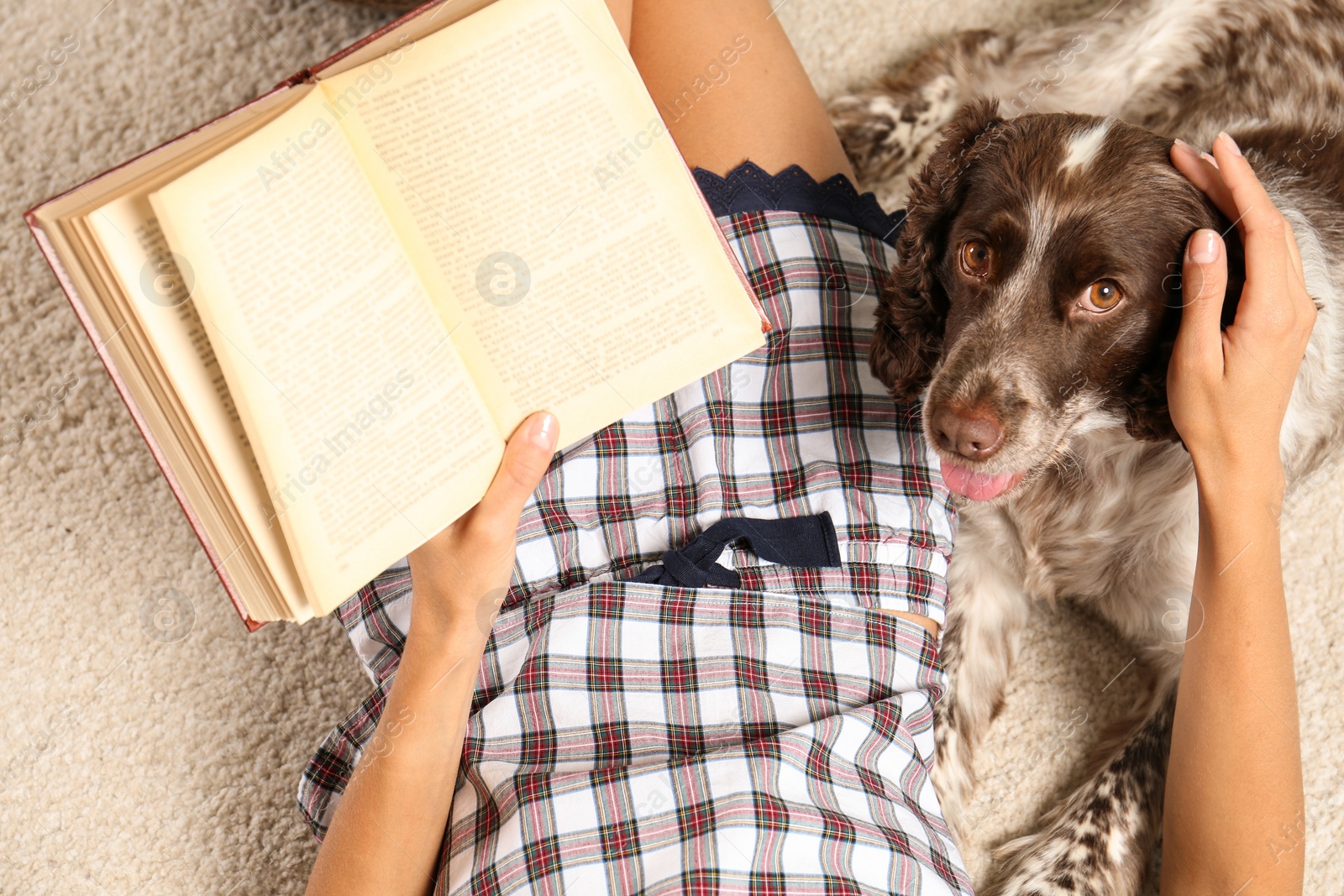 Photo of Adorable Russian Spaniel with owner on light carpet, closeup view