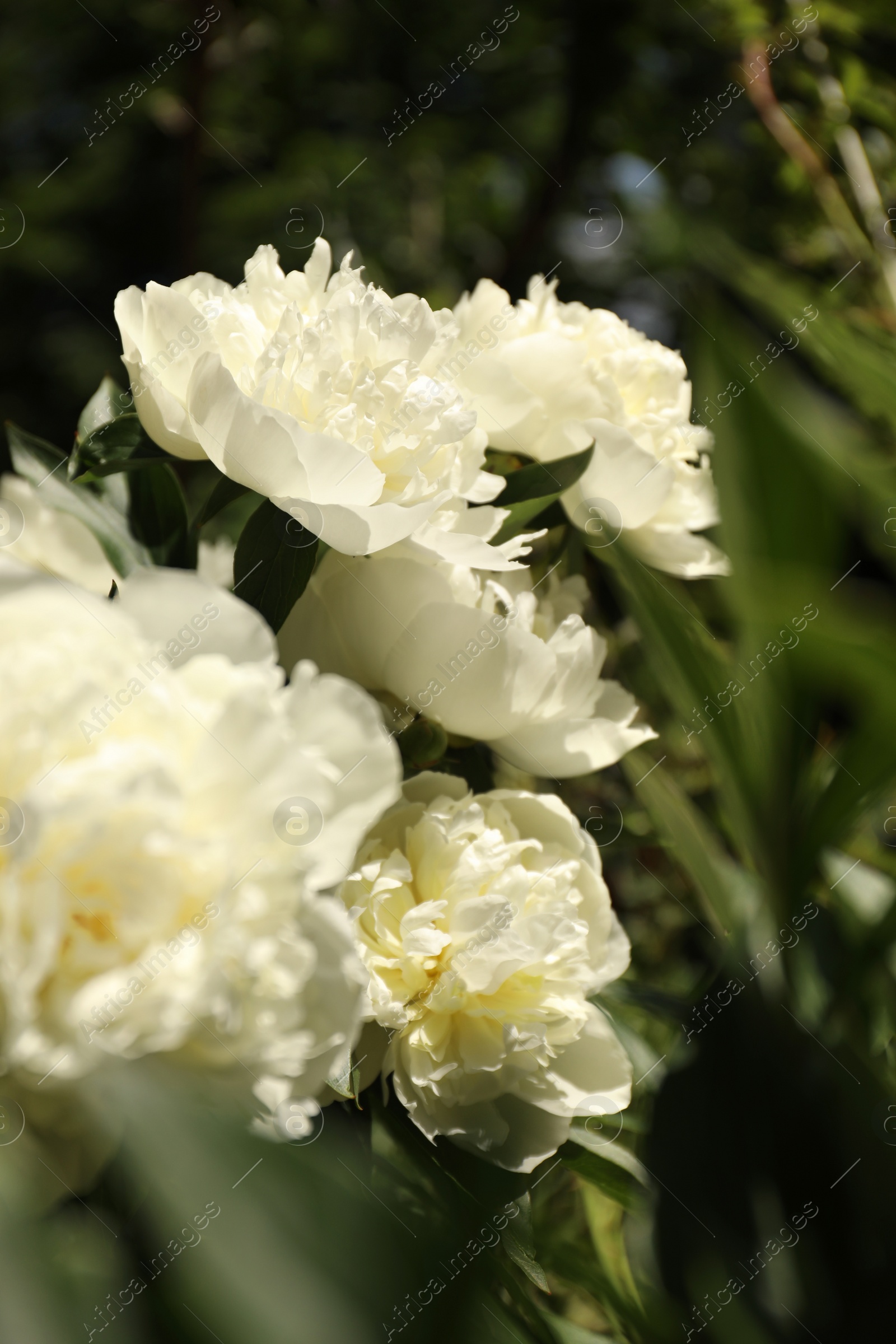 Photo of Closeup view of blooming white peony bush outdoors