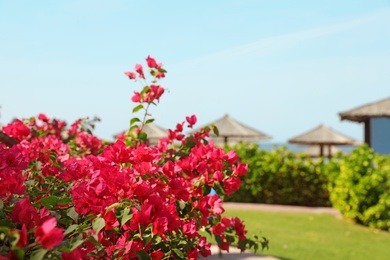 Photo of Beautiful blooming bush at tropical resort on sunny day. Space for text