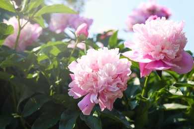 Photo of Wonderful pink peonies in garden against sky, closeup