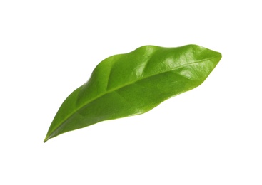 Photo of Fresh green coffee leaf isolated on white