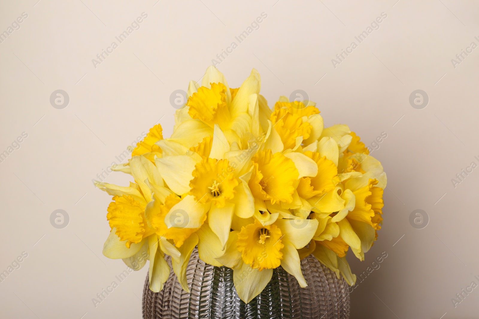 Photo of Bouquet of beautiful yellow daffodils in vase near beige wall