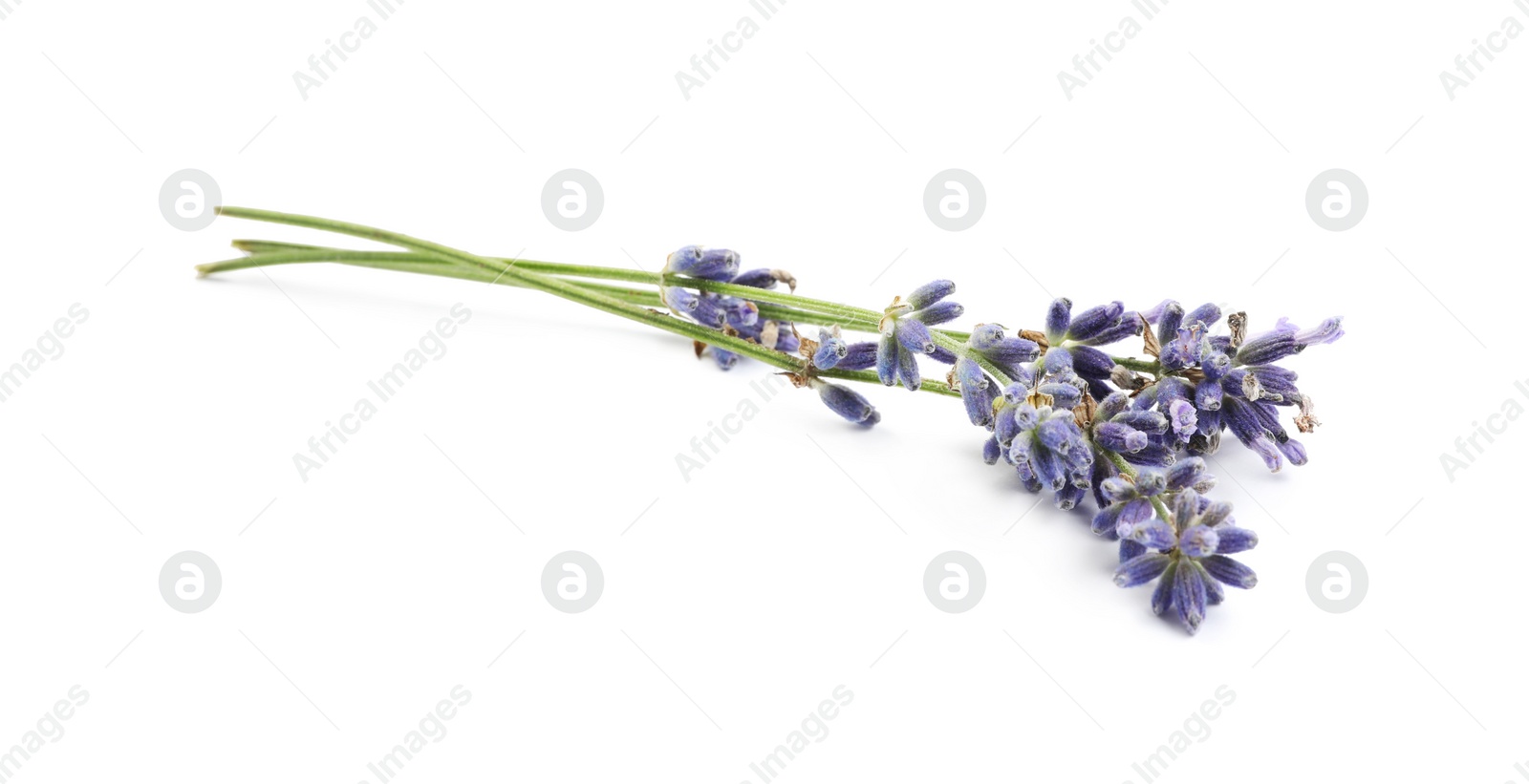 Photo of Beautiful blooming lavender flowers on white background