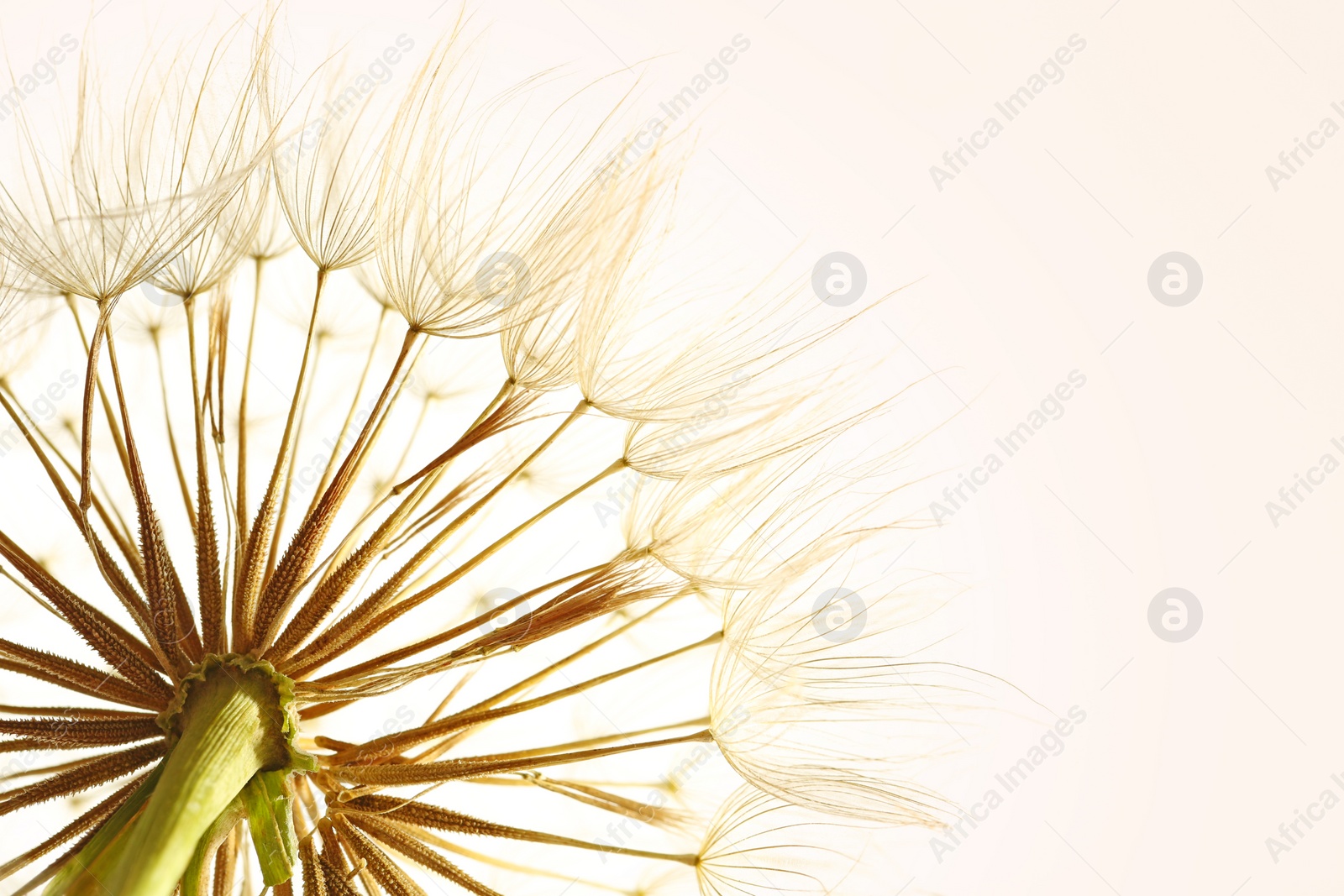 Photo of Dandelion seed head on light background, close up