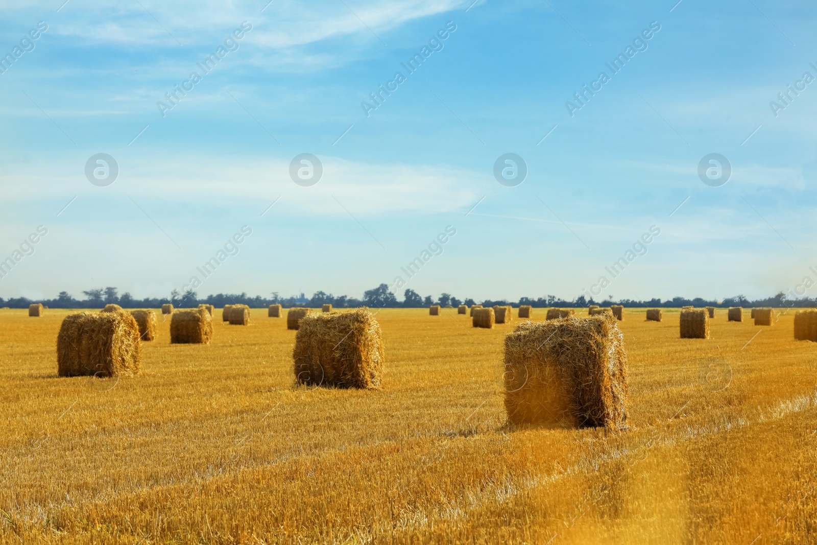 Photo of Beautiful view of agricultural field with hay bales