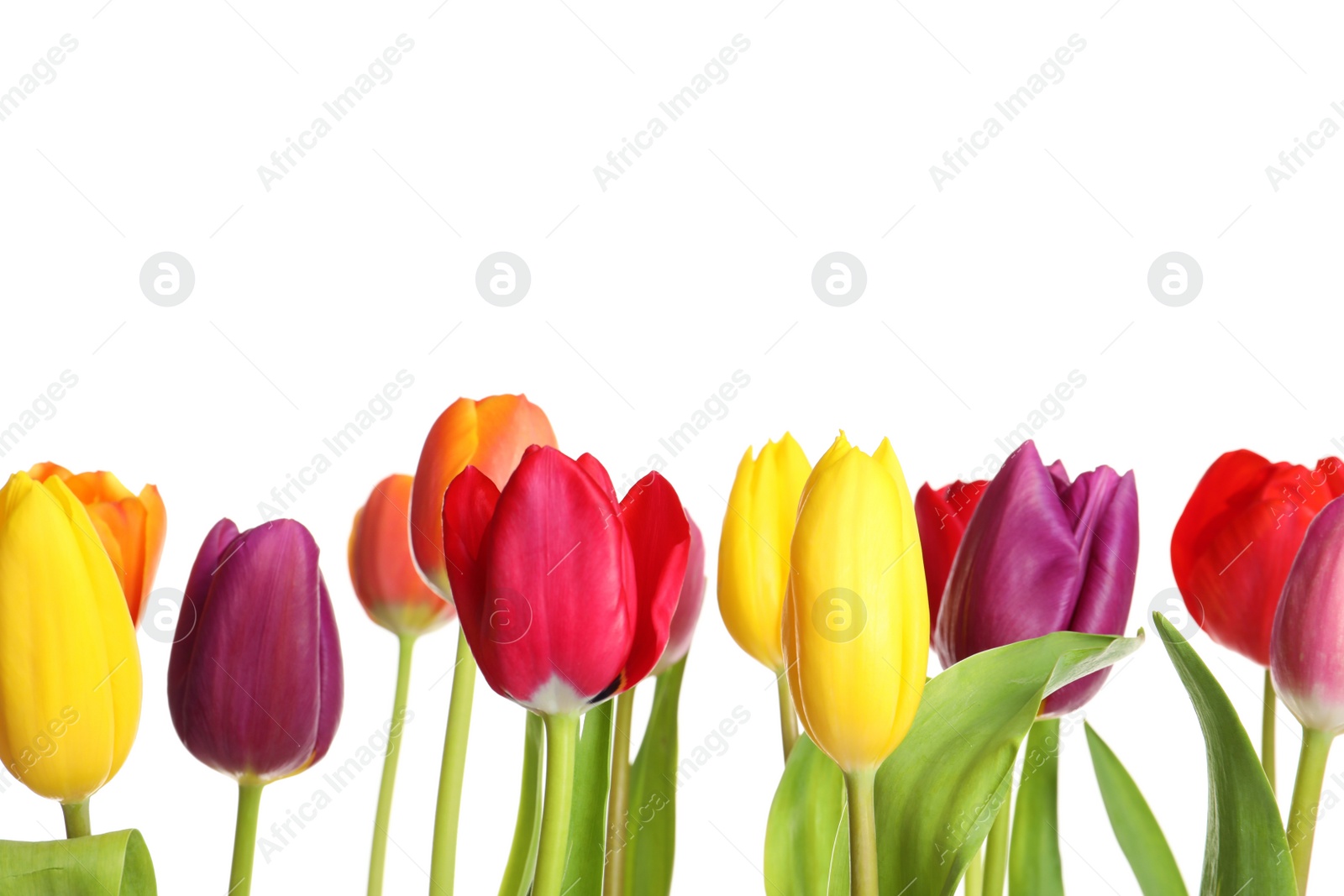 Photo of Beautiful bright tulips on white background. Spring flowers