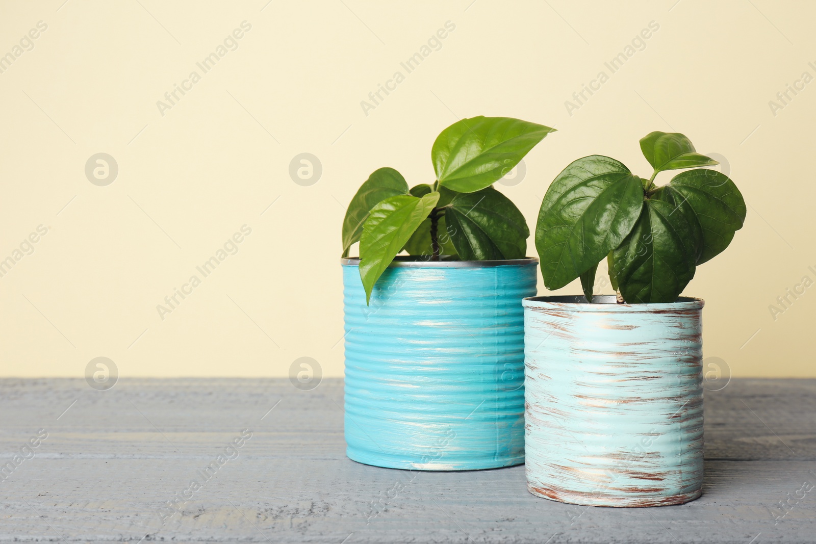 Photo of Beautiful hibiscus plants in tin cans on grey wooden table. Space for text