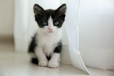 Cute little kitten on floor indoors. Baby animal