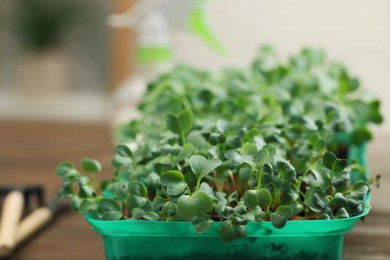 Photo of Fresh microgreens growing in plastic container with soil on blurred background, closeup