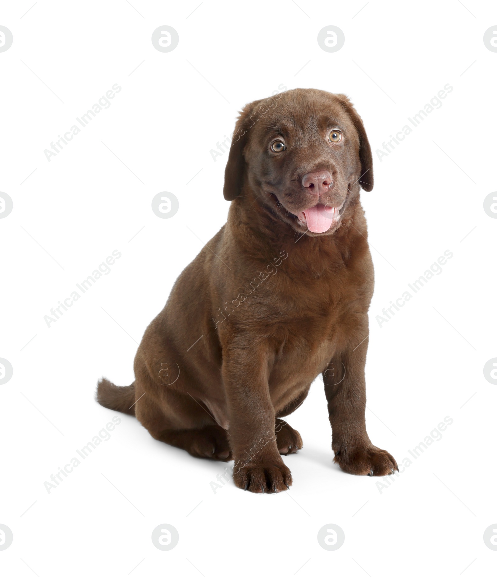 Cute chocolate Labrador Retriever puppy on white background Photo of Cute chocolate Labrador Retriever puppy on white background