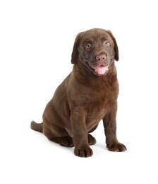 Photo of Cute chocolate Labrador Retriever puppy on white background