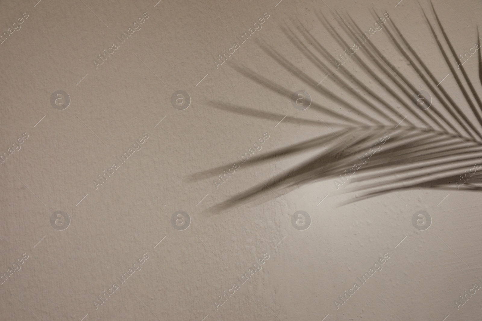 Photo of Shadow of tropical palm branch on light wall, space for text