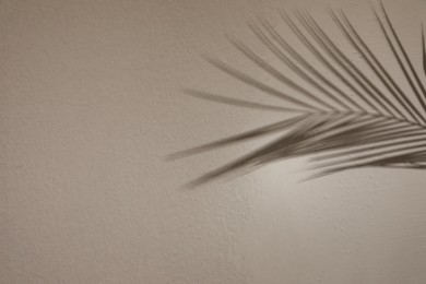 Photo of Shadow of tropical palm branch on light wall, space for text