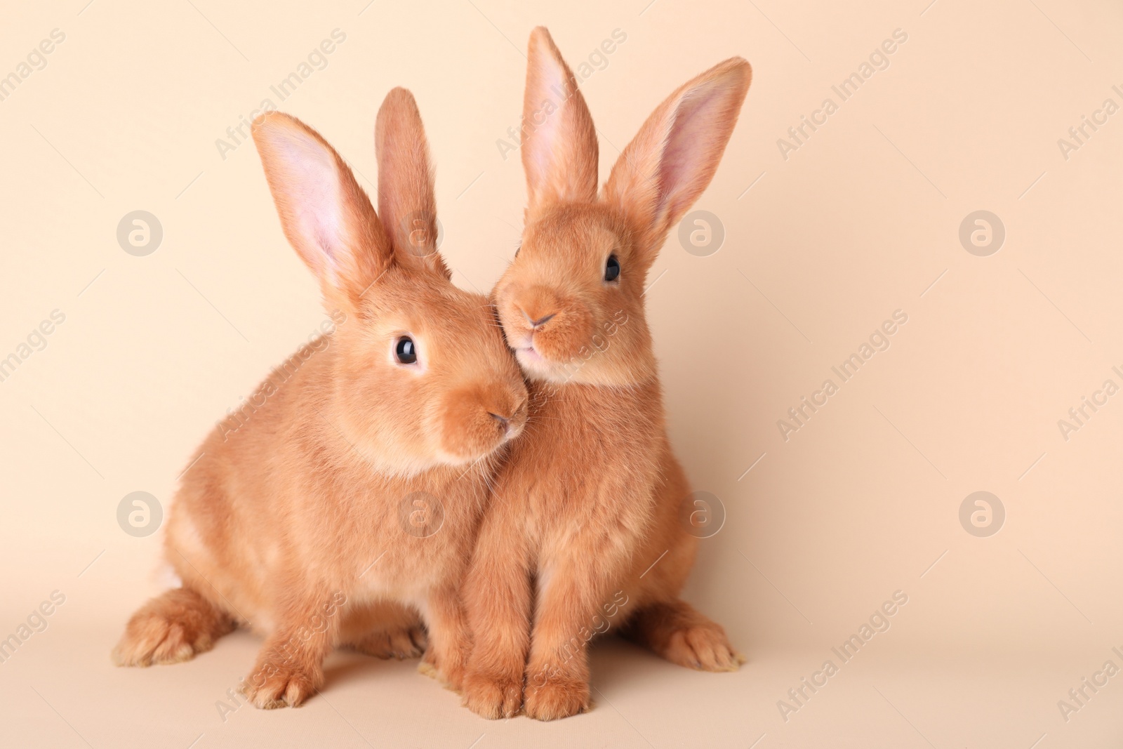 Photo of Cute bunnies on beige background, space for text. Easter symbol