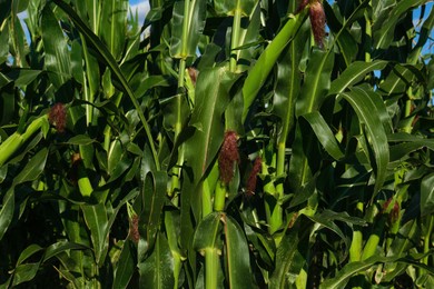 Photo of Beautiful view of corn growing in field