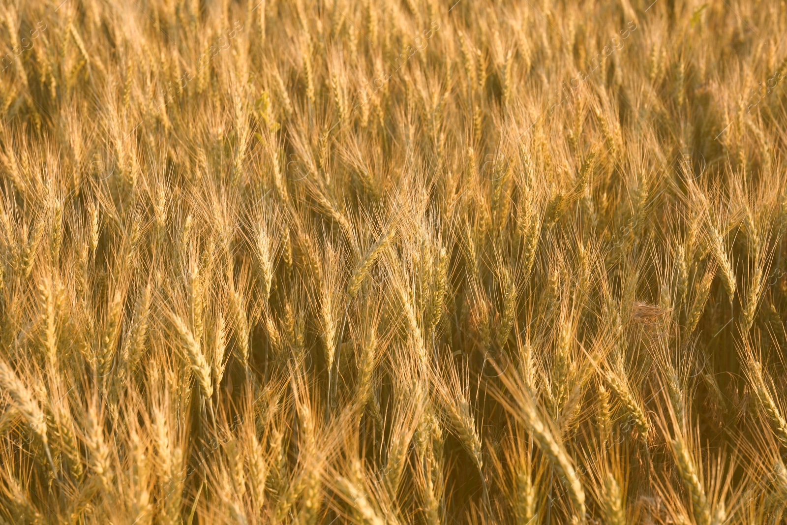 Photo of Beautiful agricultural field with ripening wheat crop