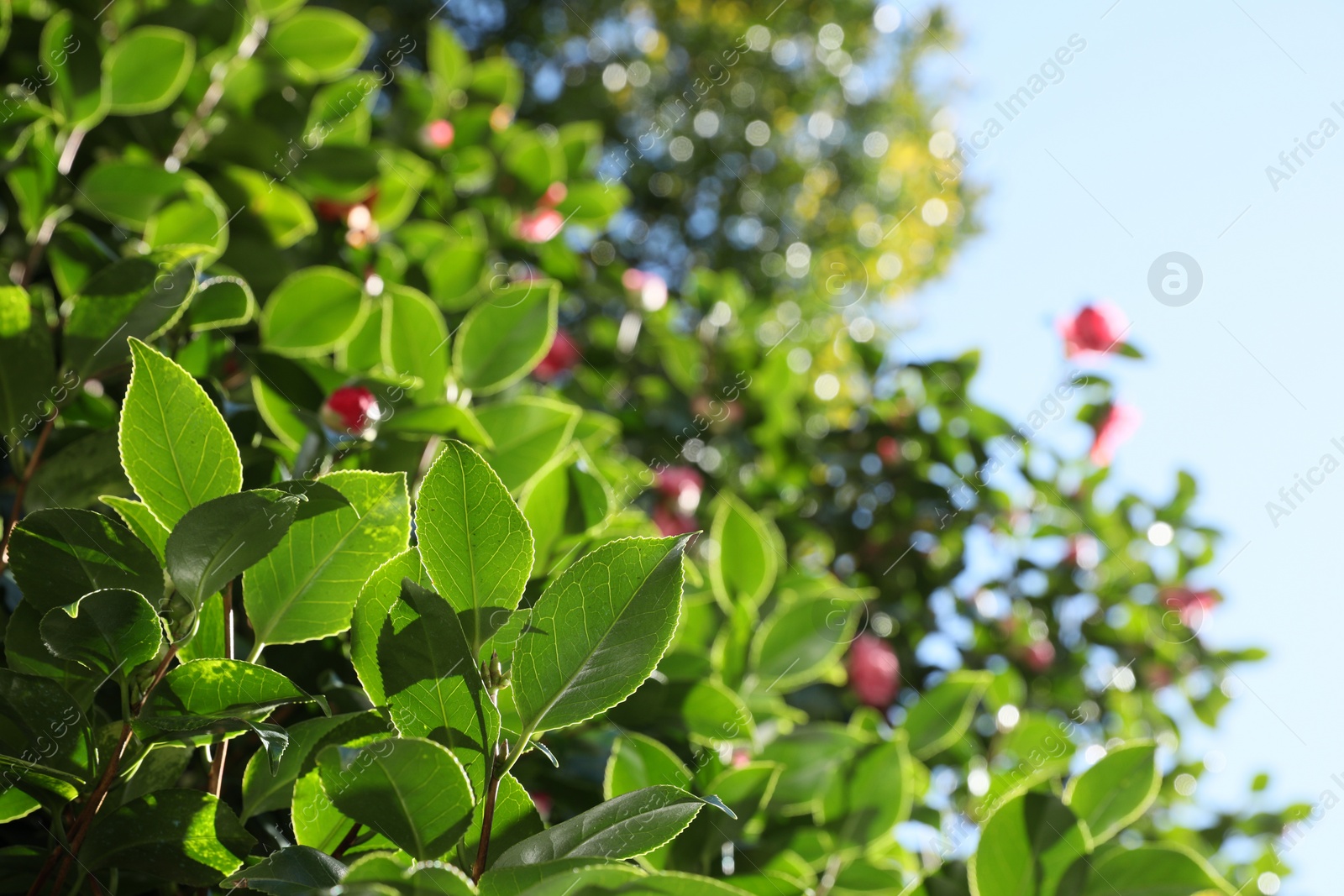 Photo of Beautiful green bush growing outdoors on sunny day, closeup. Space for text