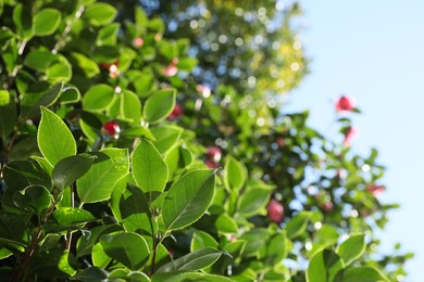 Photo of Beautiful green bush growing outdoors on sunny day, closeup. Space for text