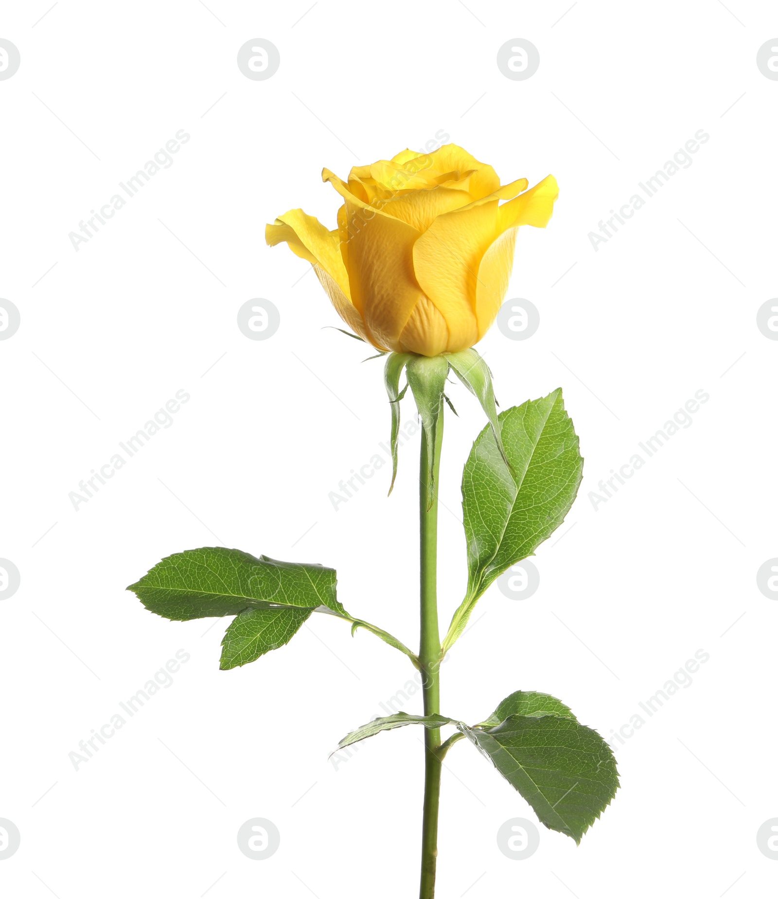 Photo of One beautiful yellow rose isolated on white