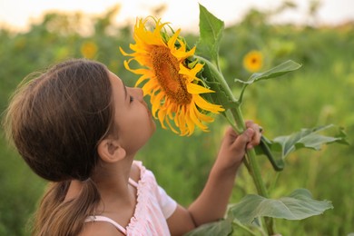 Photo of Cute little girl with blooming sunflower in field. Child spending time in nature