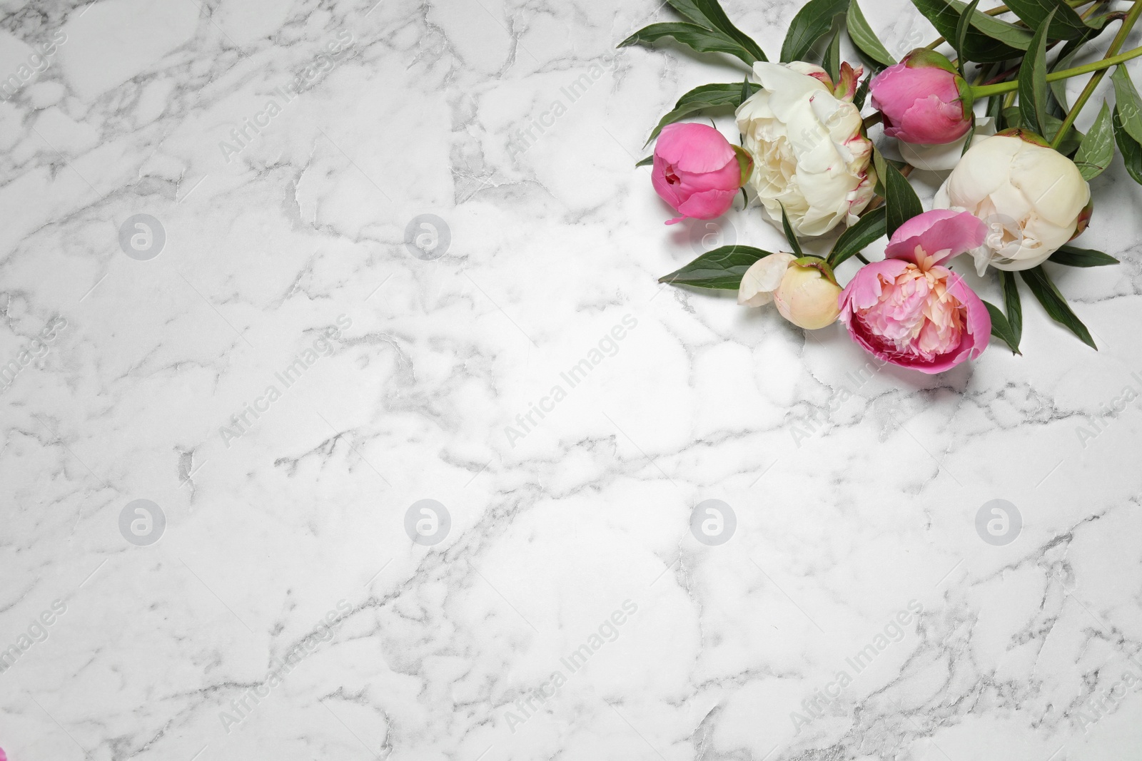 Photo of Beautiful peonies on white marble background, flat lay. Space for text